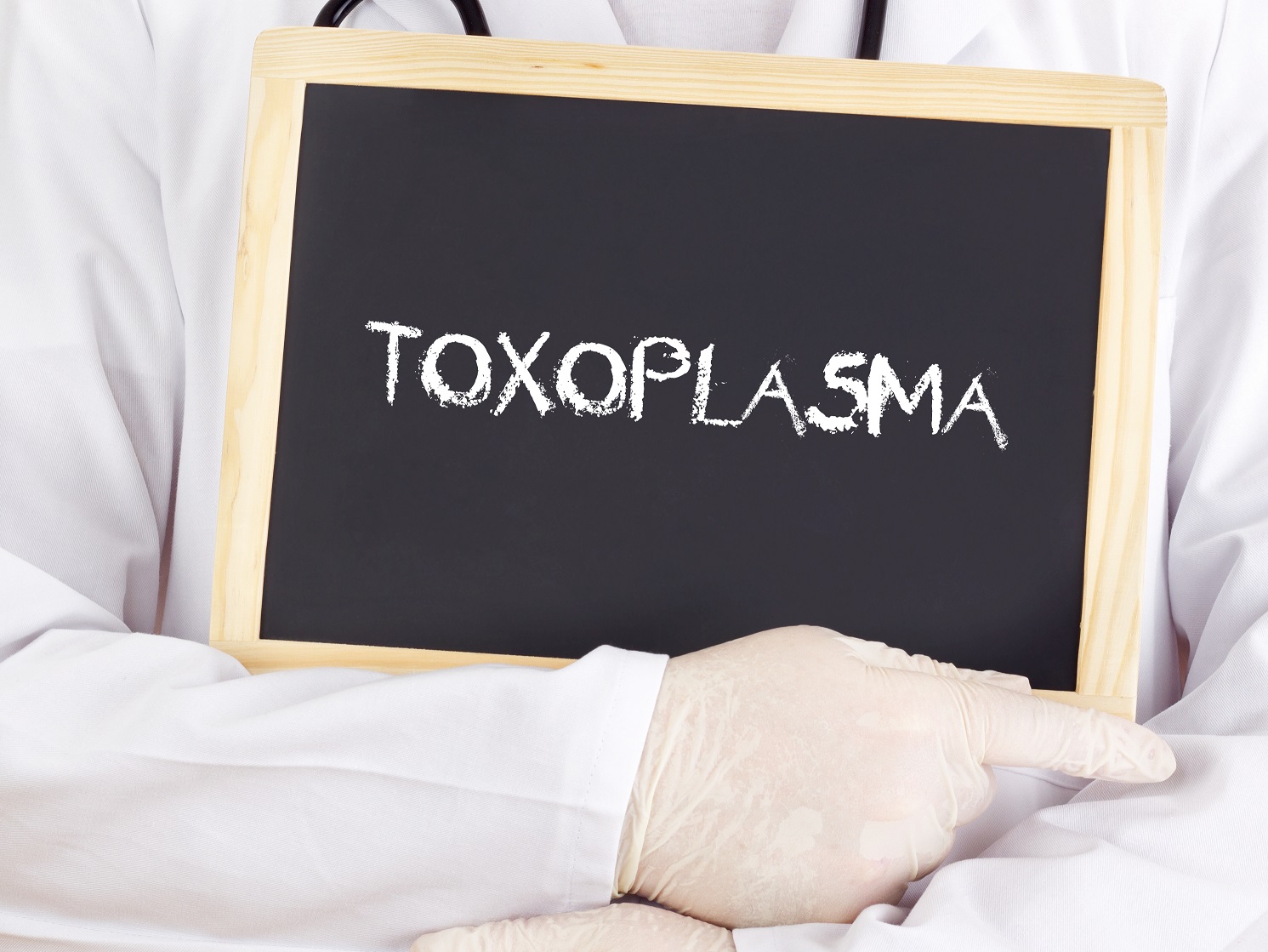 Doctor shows information: Toxoplasma